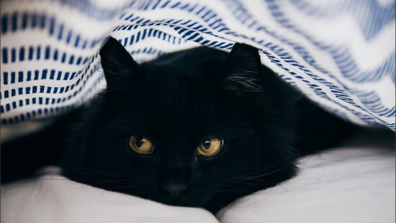 La gatita casi muere por estar 20 minutos en el lavarropas en marcha.