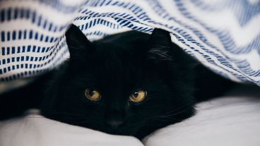 La gatita casi muere por estar 20 minutos en el lavarropas en marcha.