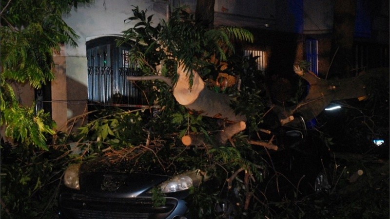 Un auto quedó destrozado tras derrumbarse un árbol encima. 