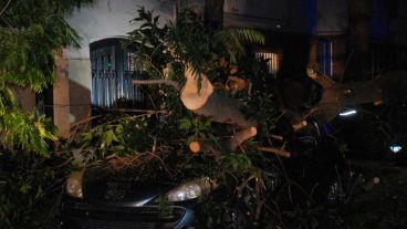 Un auto quedó destrozado tras derrumbarse un árbol encima.