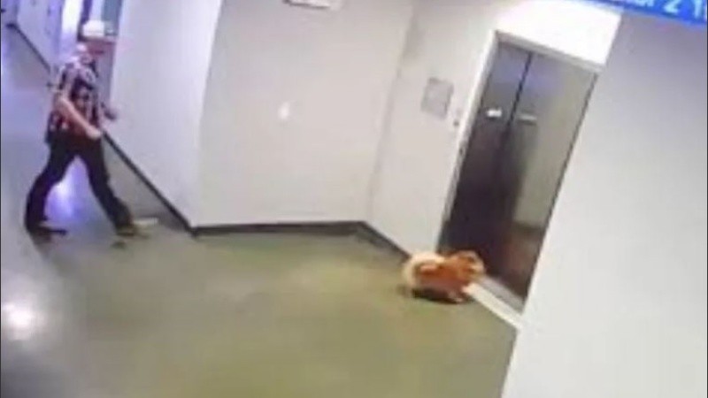 Las puertas del ascensor se cerraron antes de que el perro pueda subir.