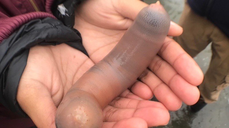 El pez pene puede llegar a medir hasta 30 centímetros. 