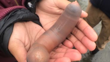 El pez pene puede llegar a medir hasta 30 centímetros.