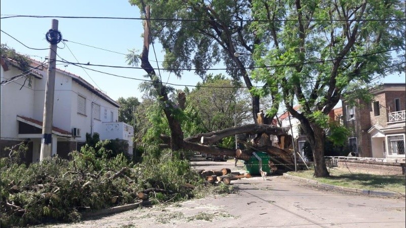 Así estaba la zona de Mazza y Herrera tras la caída de grandes árboles. 