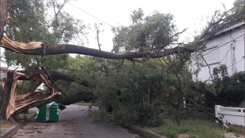 Así estaba la zona de Mazza y Herrera tras la caída de grandes árboles. 