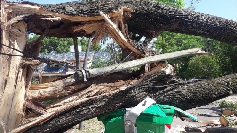 Grandes troncos y ramas caídas por la tormenta en Alberdi. 