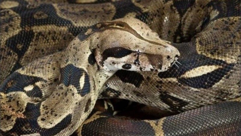 El inusual aspecto del animal puede deberse a una división incompleta de embriones.