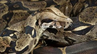 El inusual aspecto del animal puede deberse a una división incompleta de embriones.