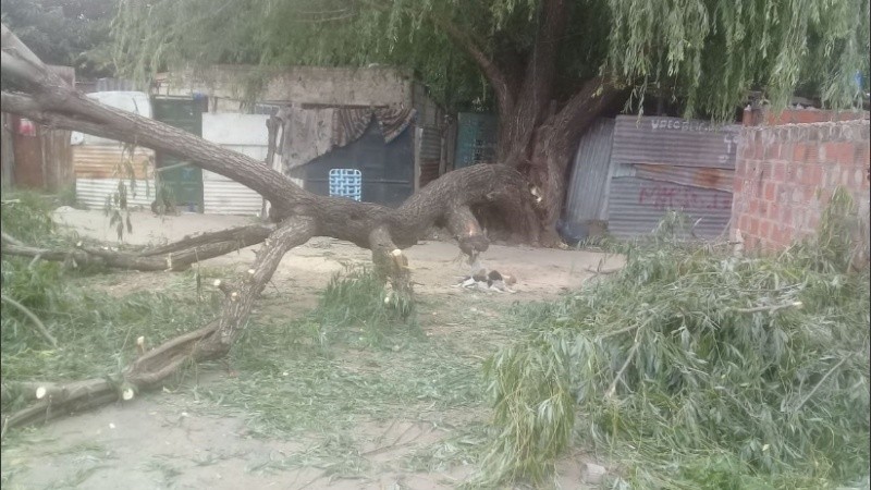 La caída del árbol terminó en la muerte de un hombre.