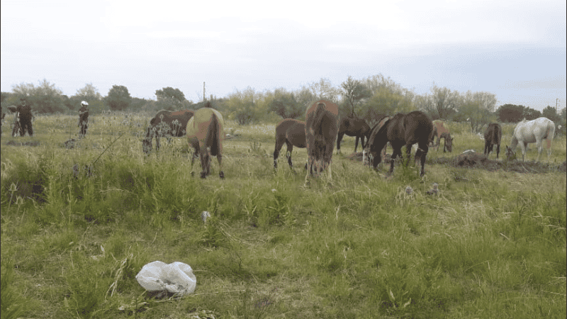 Los equinos quedaron alojados en la reserva ecológica de Control Urbano.