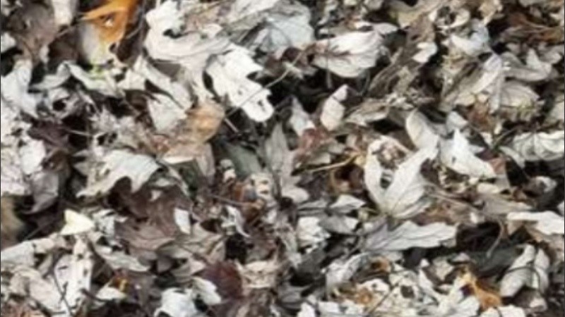 La gatita puede pasar horas jugando entre las hojas.