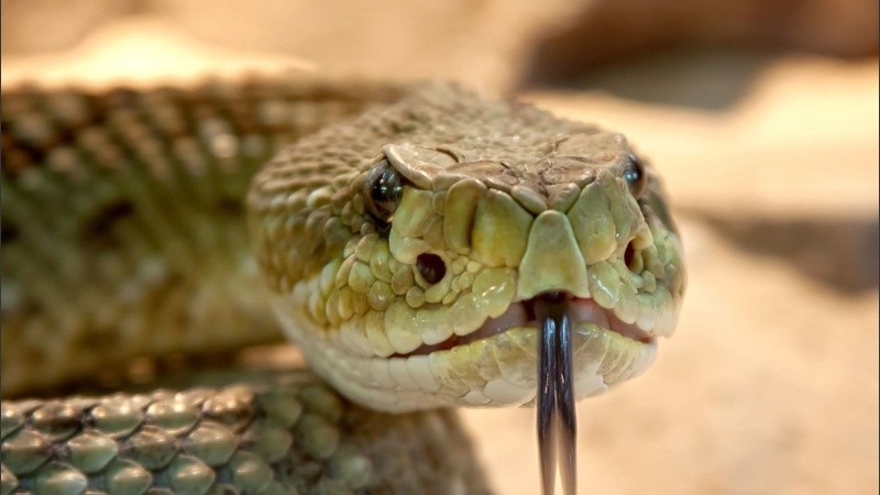 La serpiente marrón oriental es la segunda más venenosa del mundo.