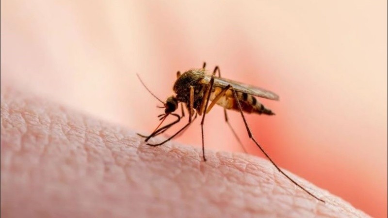 Los mosquitos gustan de un compuesto específico de la sangre humana.