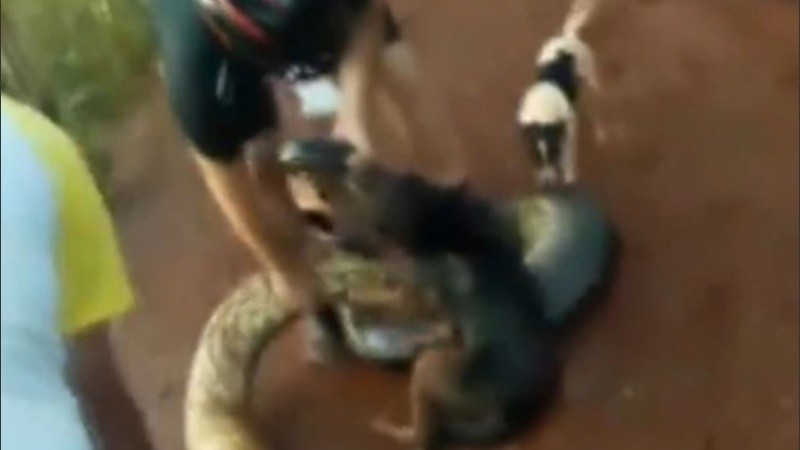 Tras una lucha de 20 minutos salvaron al perro y dejaron ir a la serpiente.