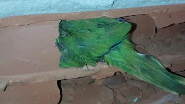 E lorito fue rescatado sano y salvo.