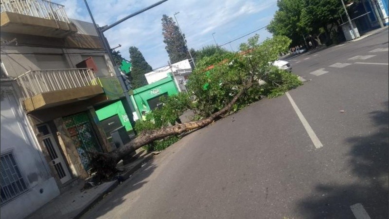 El viento tiró abajo una decena de árboles en Rosario. 