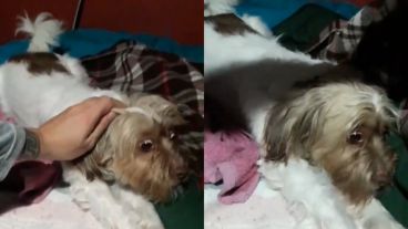 La perrita sufrió un ataque epiléptico por la pirotecnia.