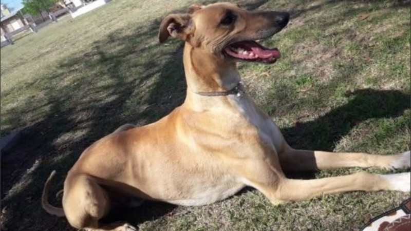 El perro se llama Falucho y vivía feliz junto a su dueño desde hace seos años.