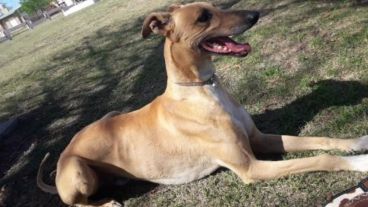 El perro se llama Falucho y vivía feliz junto a su dueño desde hace seos años.