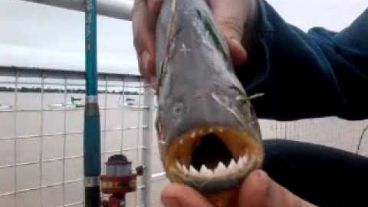 Voceros de Defensa Civil atribuyeron los ataques a las altas temperaturas.