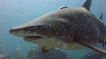 El tiburón bacota (Carcharias taurus), un animal marino que como máximo llega a pesar unos 150 kilos.