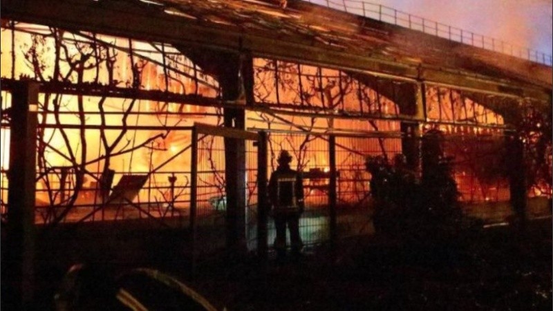 El incendio se desarrolló en el reciento de los momos y le provocó la muerte a cinco orangutanes, dos gorilas y un chimpancé, entre otros animales.