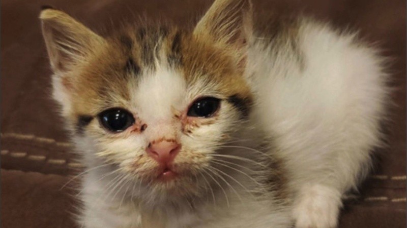 Las fotografías de Kyra y las atenciones de sus dueños cautivaron a los internautas.