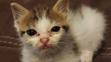 Las fotografías de Kyra y las atenciones de sus dueños cautivaron a los internautas.