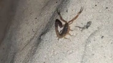 El alacrán registrado en la costanera santafesina.