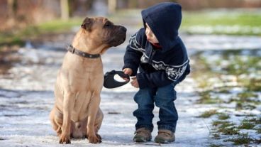 La recomendación pasa por perros que aprendan rápido y se adapten fácilmente a la dinámica de un hogar con niños.