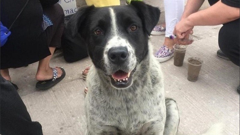 Vaquita está presente en cada marcha de Antofagasta.