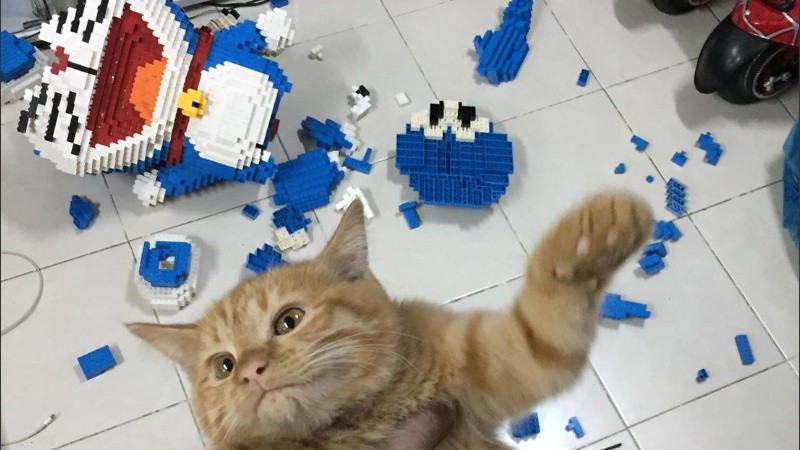 En segundos el gatito rompió la escultura de lego.