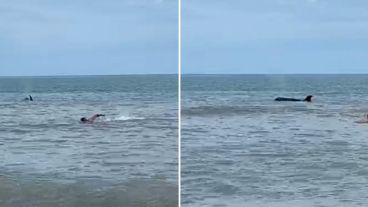 Los guardavidas hicieron alejar a los bañistas para evitar cualquier posible contacto.