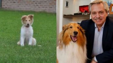 Dylan de cachorro y hoy junto a su dueño, el Presidente.