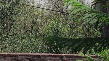 Los vecinos indicaron que el predio se encuentra en estado de abandono.