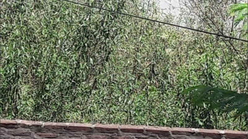 Vecinos denuncian crecimiento de pastizales y presencia de roedores.