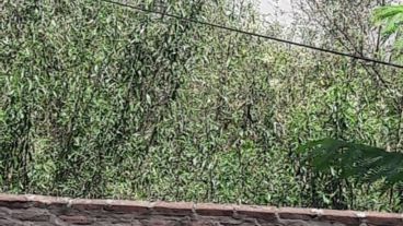 Vecinos denuncian crecimiento de pastizales y presencia de roedores.