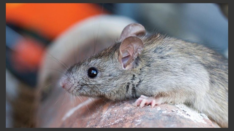 Si se detecta alguno de los síntomas mencionados, se debe acudir al centro de salud más cercano.