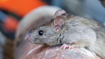 Si se detecta alguno de los síntomas mencionados, se debe acudir al centro de salud más cercano.