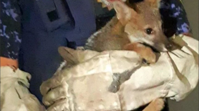 El zorro gris es de contextura física poco robusta.