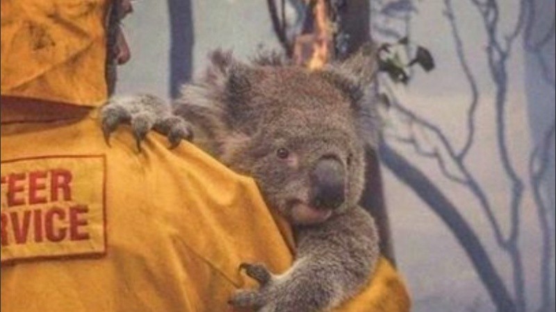 Los koalas de la isla Canguro son importantes para la supervivencia de la especie.