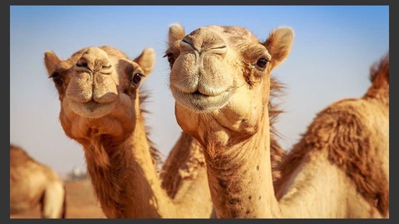 La leche de camello se usa como complemento nutricional y como ayuda al tratamiento de enfermedades como la diabetes.