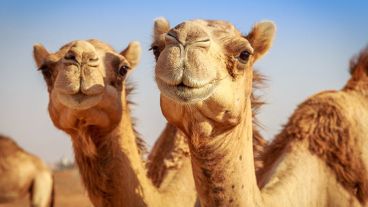 La leche de camello se usa como complemento nutricional y como ayuda al tratamiento de enfermedades como la diabetes.