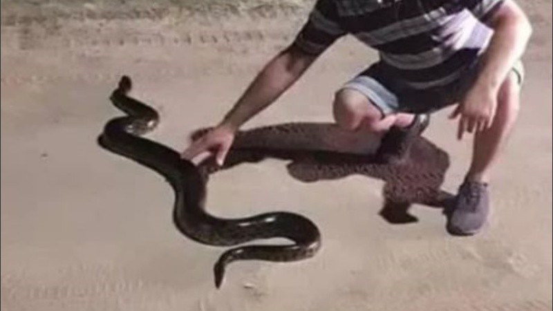 La serpiente de gran tamaño llegó nadando a toda velocidad.