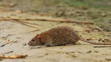 Los ratones silvestres (principalmente los colilargos) son los reservorios de este virus y lo transmiten a las personas