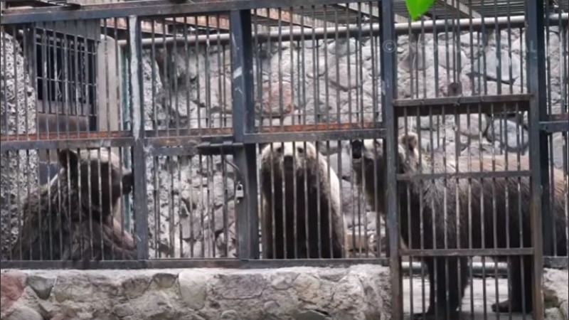 Así se veía a los osos: tras las jaulas y en espacios de cemento.