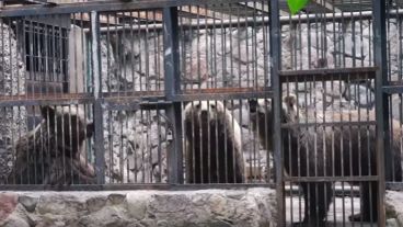 Así se veía a los osos: tras las jaulas y en espacios de cemento.
