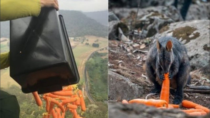 La Operation Rock Wallaby busca ayudar a los ualabíes.