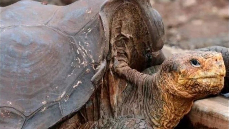 Creen que Diego es el padre del 40 por ciento de su especie.