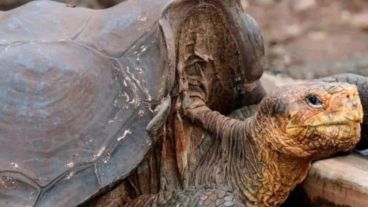 Creen que Diego es el padre del 40 por ciento de su especie.